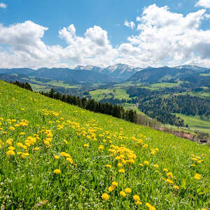 Löwenzahnblüte am Paradies mit Panoramablick zum Hochgrat