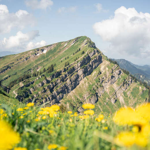 Blühender Löwenzahn im Frühling auf der Nagelfluhkette