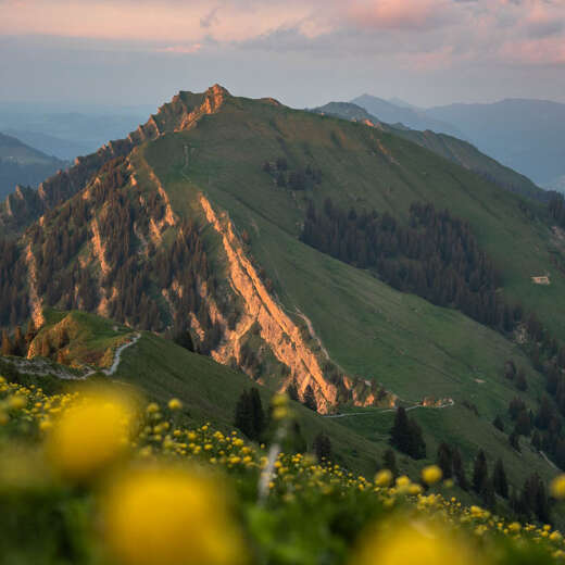 Rindalphorn mit blühenden Bergwiesen in den Allgäuer Bergen