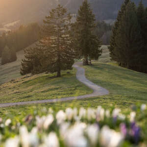 Wanderweg am Hündle entlang der Krokusblüte