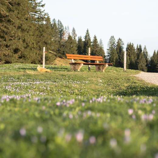 Wanderweg mit Ruhebank entlang der Krokusblüte am Hündle