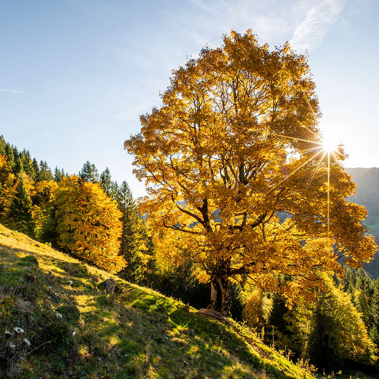 Erlebe den Allgäuer Herbst bei einer Wanderung durch den Naturpark.