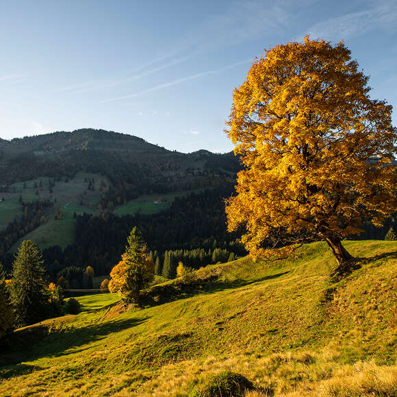 Herbstlich gefärbter Baum in der Sonne am Imberg mit Blick auf die Nagelfluhkette im Schatten.