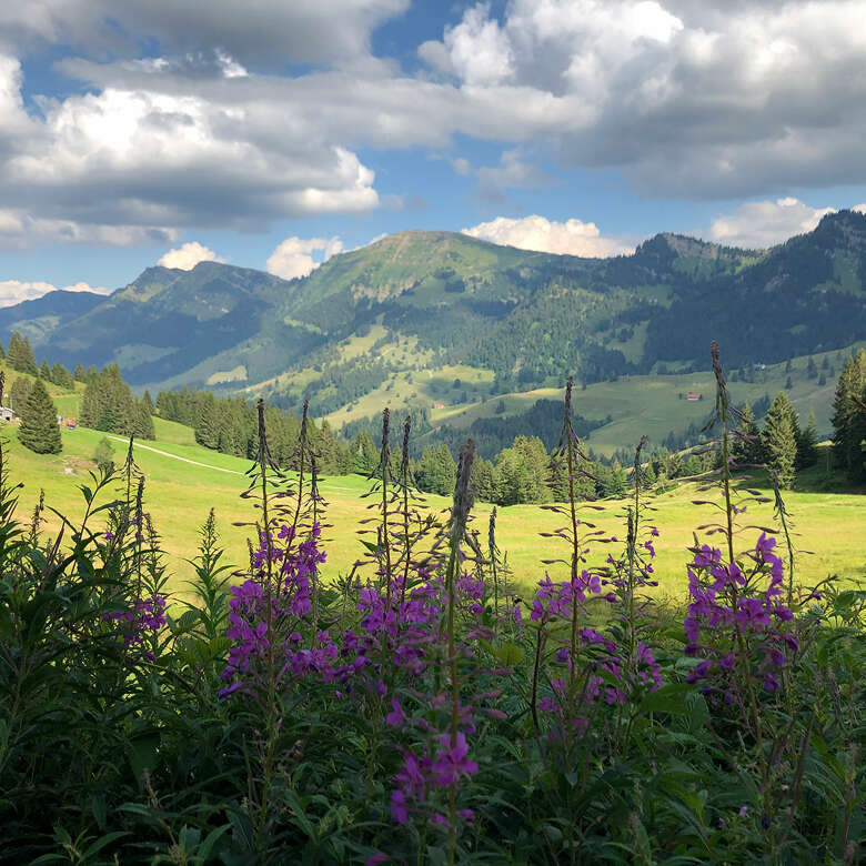 Genieße den Alpsommer bei einer ausführlichen Wanderung durch das Allgäuer Alpengebiet.