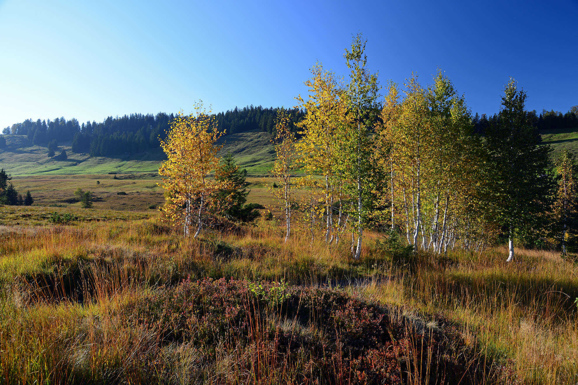 Moore sind ein wichtiger Bestandteil des Naturpark Nagelfluhkette.