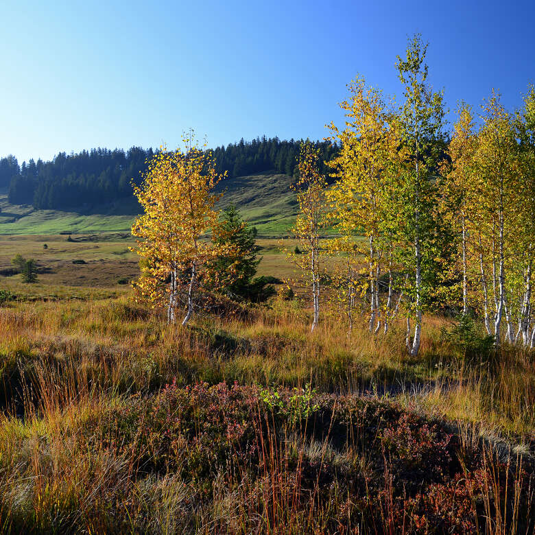 Moorgebiet in Höhenlage zwischen Oberstaufen und Riefensberg