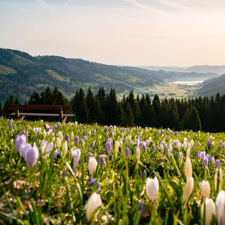 Blaue und weiße Krokusse am Hündle mit Weitblick über das Konstanzer Tal