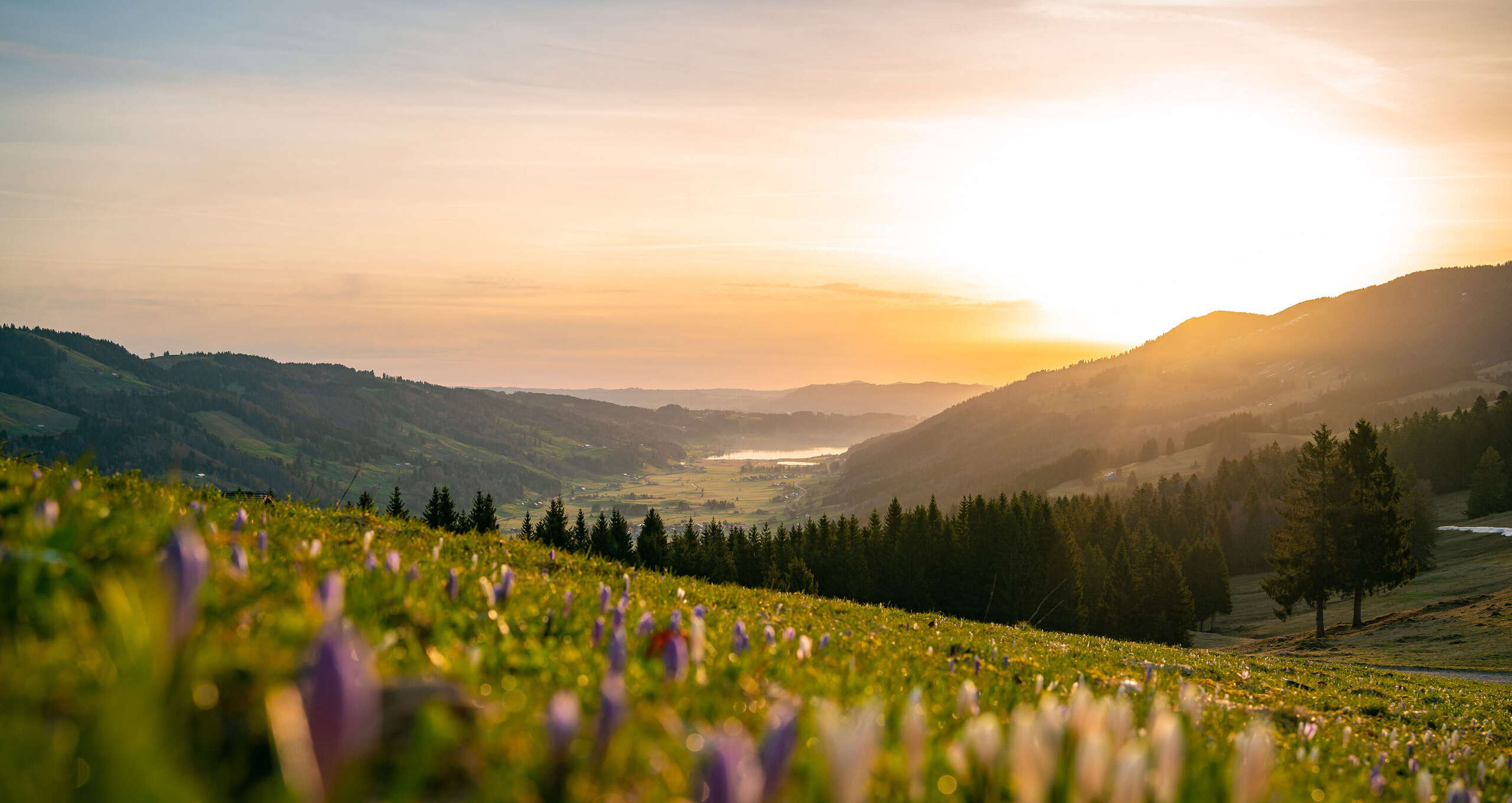 Krokusblüte am Hündle mit Sonnenaufgang und Weitblick bei Oberstaufen