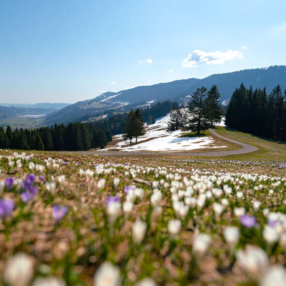 Krokusblüte am Hündle mit dem letzten Schnee auf den Bergwiesen.