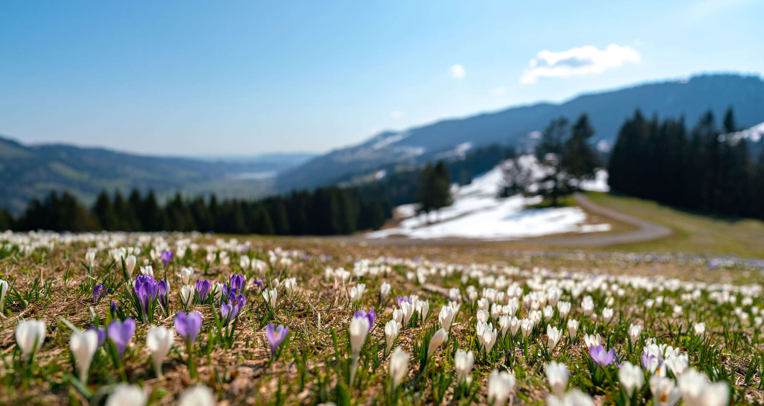 Krokusblüte am Hündle mit dem letzten Schnee auf den Bergwiesen.