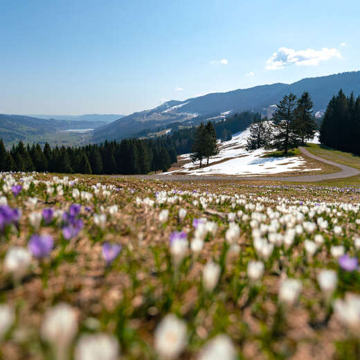 Krokusblüte am Hündle mit dem letzten Schnee auf den Bergwiesen.