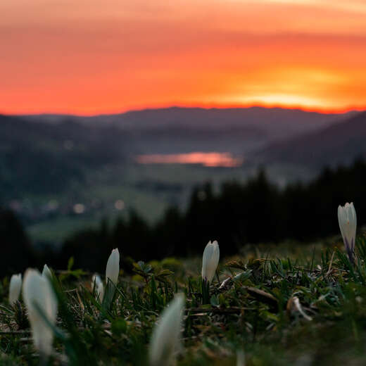 Krokusse auf den Wiesen am Hündle im Morgenrot