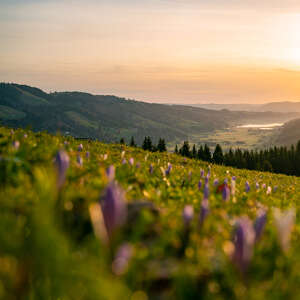 Krokusse am Hündle in der Morgensonne mit Weiblick über das Konstanzer Tal