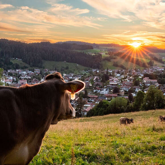 Kuh am Staufen genießt den Ausblick auf Oberstaufen und den Sonnenuntergang im Sommer