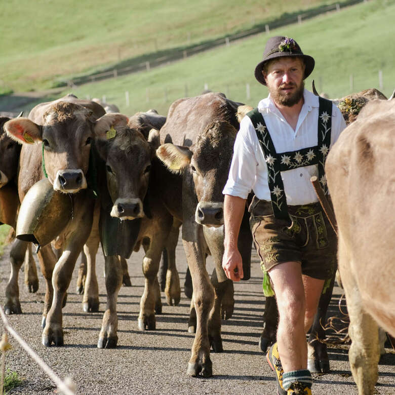 Die Älpler treiben das Vieh nach dem Sommer wieder zurück ins Tal.