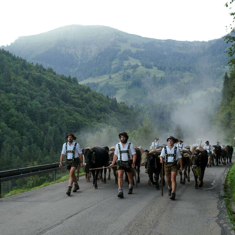 Tiere und Hirten ziehen am Viehscheid vom Hochgrat in Steibis ins Tal.