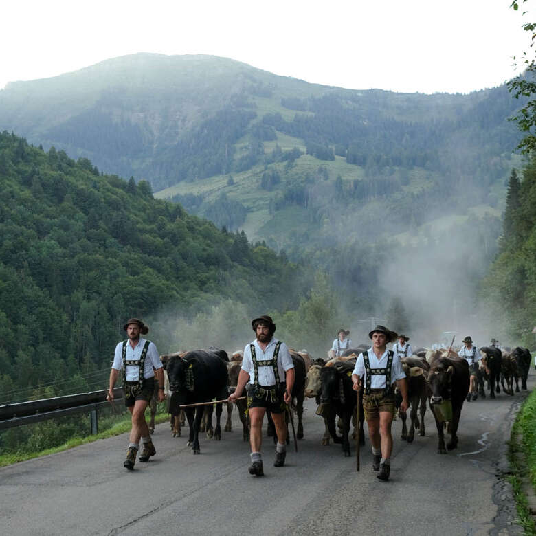 Auf der Straße zwischen Steibis und Hochgratbahn ist der Viehscheid gut zu erleben.