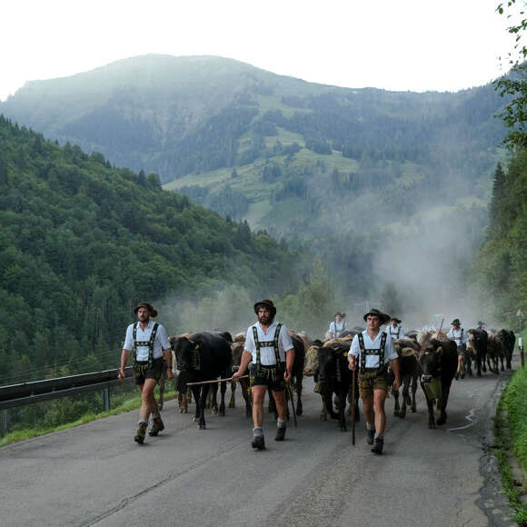 Älpler beim Viehscheid in Steibis mit Blick auf den Hochgrat