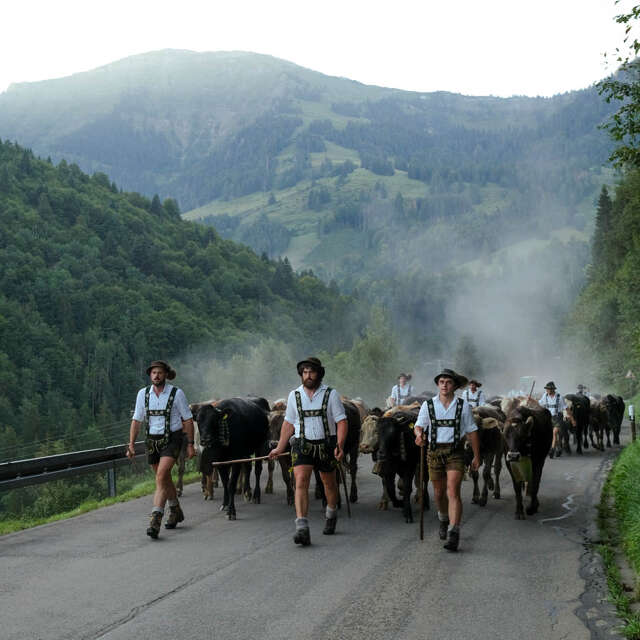 Am Viehscheid im Allgäu treiben Hirten und ihre Familien das Vieh zurück ins Tal