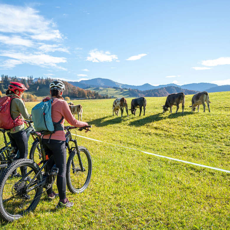 Radler auf einer grünen Wiese bei Oberstaufen mit Kühen und Bergpanorama