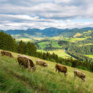 Kühe am Kapf bei Oberstaufen mit Hochgratpanorama im Sommer