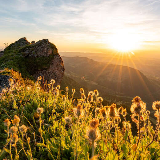 Bergblumen auf dem Grat der Nagelfluhkette mit Ausblick auf die Berge im Sonnenuntergang