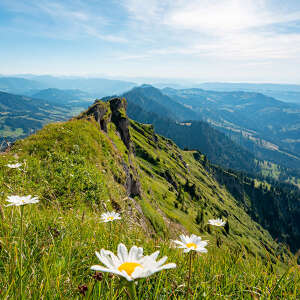 Auf dem Grat der nagelfluhkette mit blühenden Bergblumen ind Weitblick auf die Allgäuer Berge