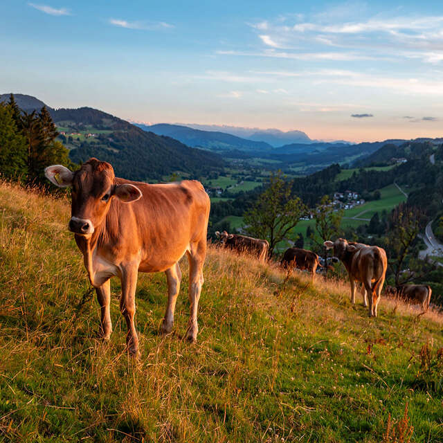 Kühe am Staufen undWeitblick über die Berge von Oberstaufen bis zum Säntis