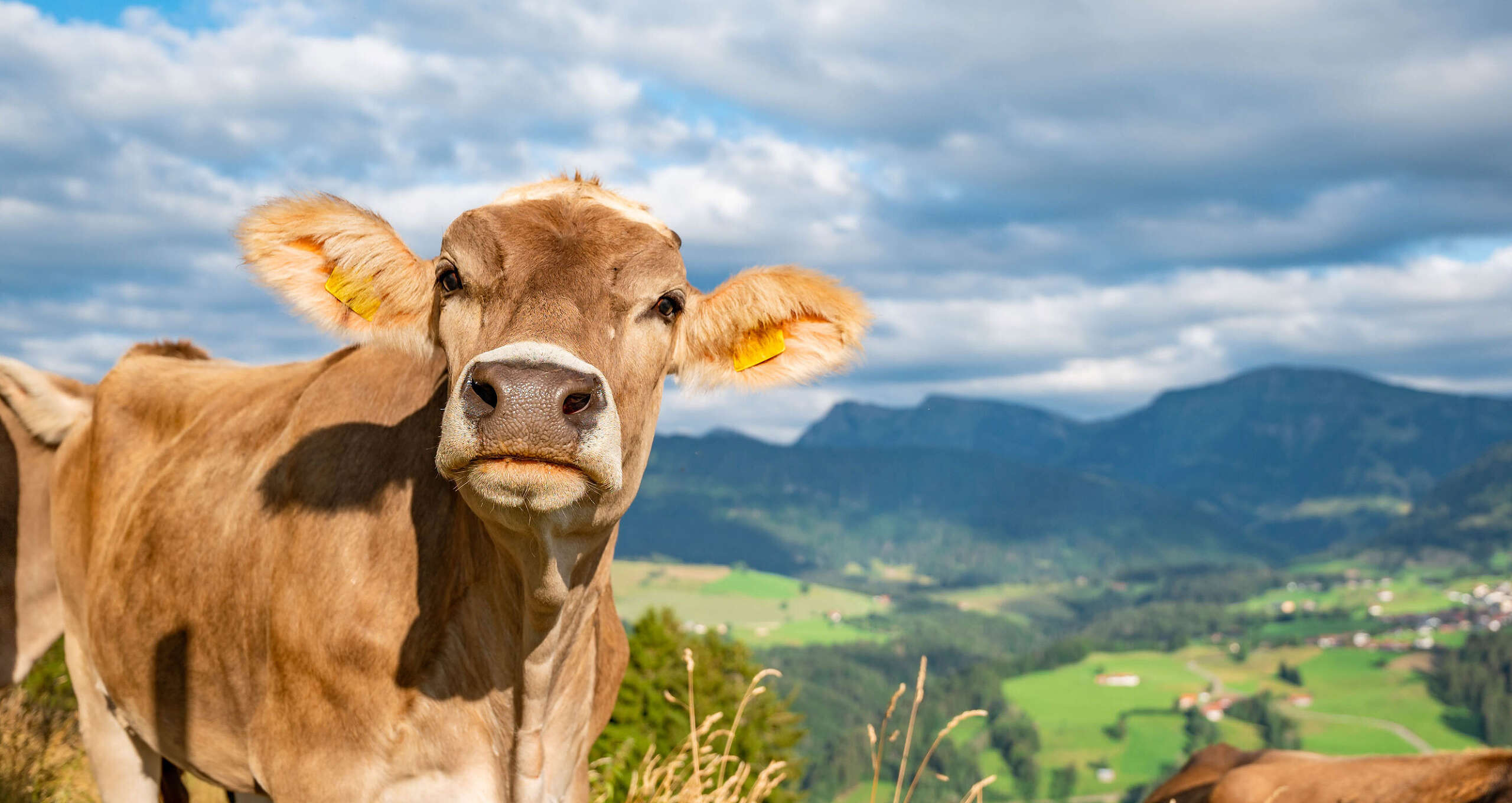 Kuh am Kapf mit Hochgratblick im Sommer