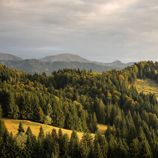 Bergwald bei Oberstaufen mit Hochgratpanorama