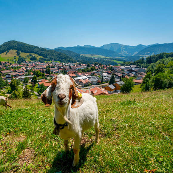 Ziege am Kapf mit Orsansicht von Oberstaufen und dem Bergpanorama von Hochgrat und Staufen