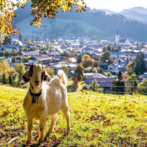 Ziege auf dem Kapf im Herbst mit Blick aus Oberstaufen