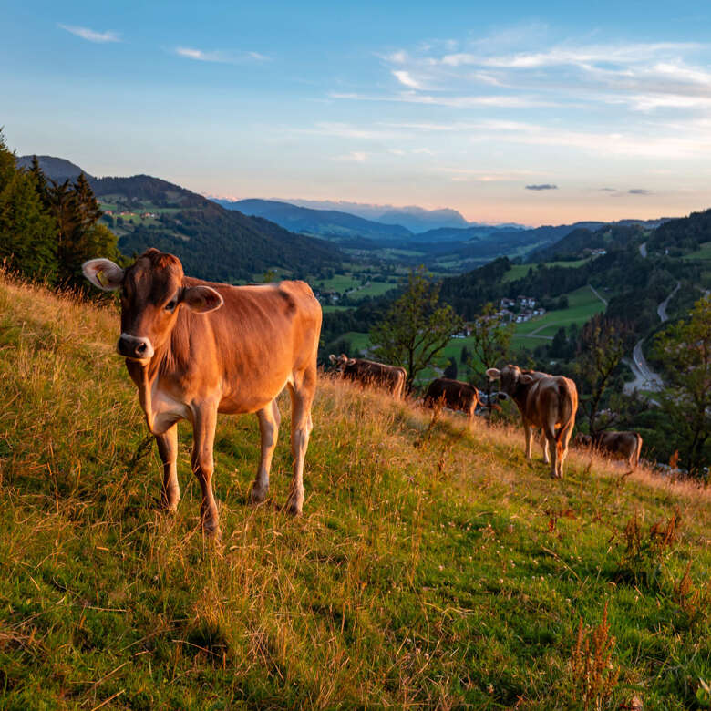 Blick im Abendlicht in das Alpsteingebirge in der Schweiz.