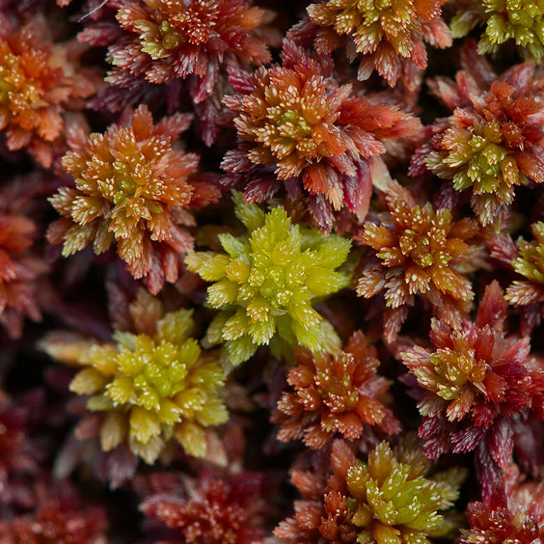 Die Flora und Fauna in natürlichen Moore sind die effektivsten Kohlestoffspeicher der Welt.