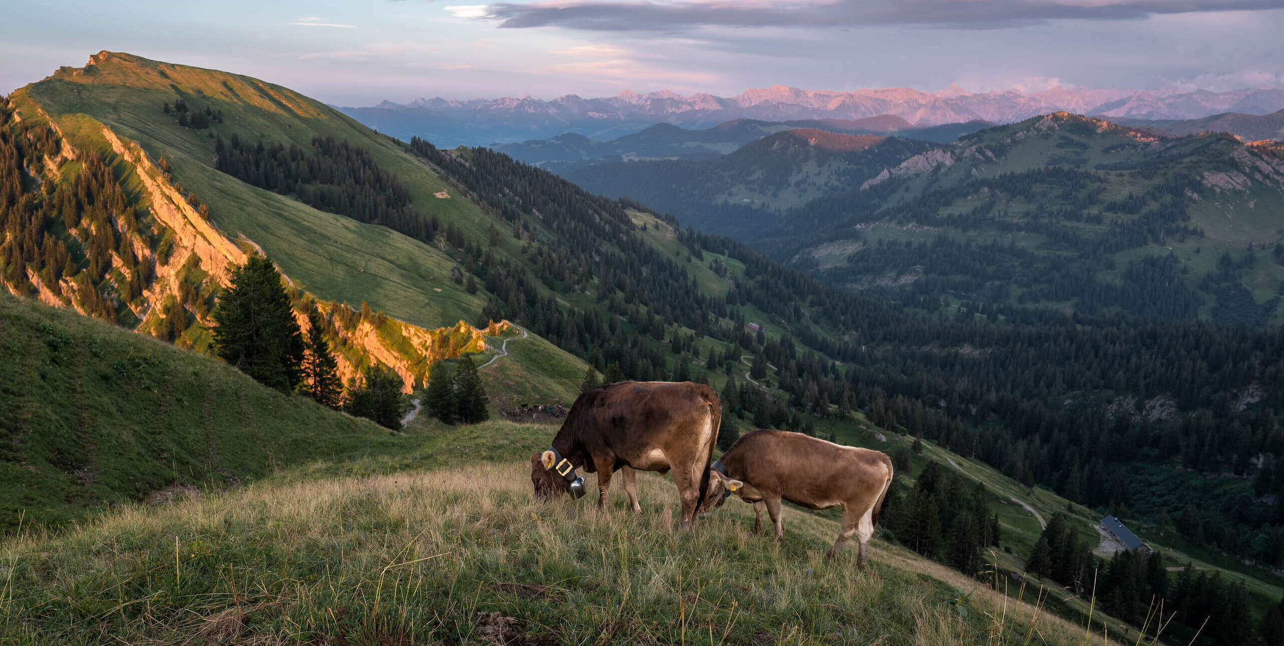 Vieh auf den Alpwiesen der Nagelfluhette mit dem Panorama der Allgäuer Alpen