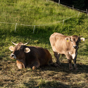 Kühe auf der Alpe