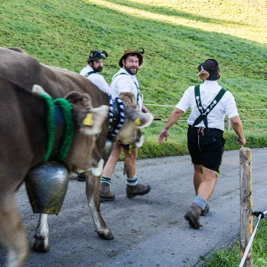 Viehscheid Thalkirchdorf im Allgäu