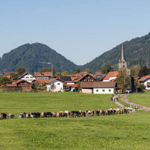 Viehscheid Thalkirchdorf im Allgäu