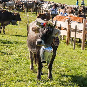 Viehscheid Thalkirchdorf im Allgäu